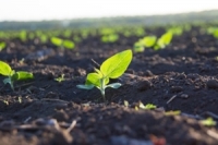 Healthy Soil the Low-Tech Solution to Climate Change