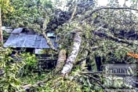 นราธิวาส-พายุถล่มสุไหงปาดี ต้นไม้ใหญ่โค่นทับบ้านเสียหายกว่า 30 หลัง