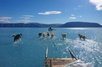 แผ่นน้ำแข็งกรีนแลนด์ละลายหนัก สุนัขลากเลื่อนลุยน้ำ 