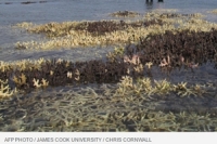 นักวิทย์เตือนแนวปะการัง‘เกรตแบร์ริเออร์รีฟ’วิกฤตหนัก ตายแล้วกว่า 35% 