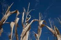 Drought shrivels harvest in Central Europe