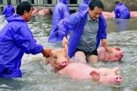 ทางการจีนส่งเจ้าหน้าที่ช่วยขนหมู3พันตัวออกจากฟาร์มน้ำท่วมในอันฮุย