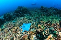 โลกร้อน ปะการังใต้น้ำก็พลอยเดือดร้อน!