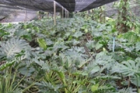 “คลองจินดา” การเกษตรเพื่อรับมือกับน้ำท่วมและอากาศร้อนจัด
