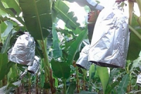 “กล้วยห่อกระสอบ” ภูมิปัญญาพื้นบ้านในการเกษตร