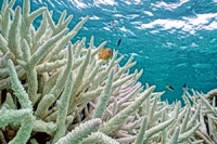 ปะการังฟอกขาว ยังฟื้นตัวได้ ถ้าสิ่งแวดล้อมปกติ