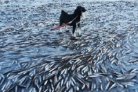 นอร์เวย์หนาวเฉียบพลัน ฝูงปลาหลายพันตายแหง็กคาอ่าวน้ำแข็ง