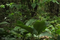 video clip ตอนที่ 12 เทคนิคการปลูกป่านิเวศ