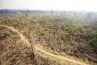 ต.ค.เดือนเดียวทำลายป่าอเมซอนบราซิลยับย่อย
